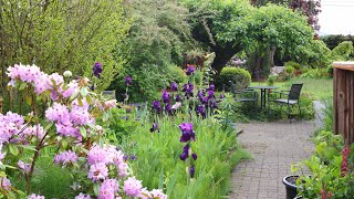 Late Spring Garden Tour  Rhododendrons Lupins Irises Poppies [upl. by Aurora]