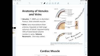 Anatomy of Venules amp Veins [upl. by Anabel]