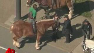 Raw Video Horse Drawn Carriage Crashes [upl. by Stilla]