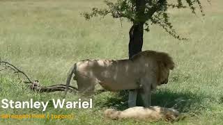 Lions Mating in Serengeti [upl. by Nerahs]