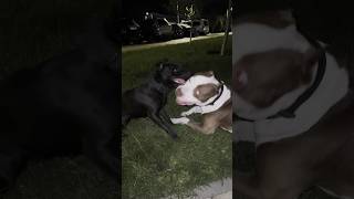 Fight of the year Pitbull terrier attacks Staffordshire bull terrier 🐊🐯 [upl. by Bernarr]