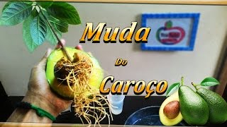 Como Plantar Abacate em Vaso Caroço 1 Muda FÁCIL [upl. by Vitkun]