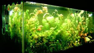 3 week growth planted aquarium time lapse [upl. by Rick]