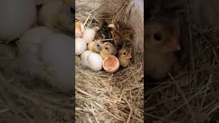 Pheasant baby pheasants pheasantfarm bird birdwatching youtubeshorts shorts shortfeed [upl. by Wulf]