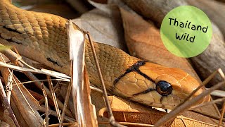 Radiated rat snake Coelognathus radiatus [upl. by Manaker125]