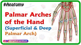 Palmar Arches of the Hand Animation  Superficial and Deep Palmar Arch  USMLE Review [upl. by Ayotl459]