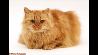 Persian Cat  Sound Effect [upl. by Aidekal]