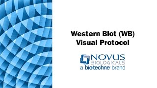 Western Blot WB Visual Protocol [upl. by Louie]