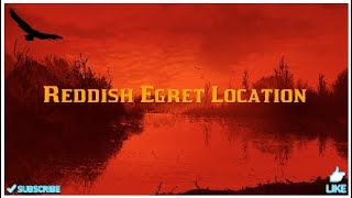 Reddish Egret location RDR2 [upl. by Enytsuj744]