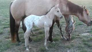 2nd foal at Goffena Appaloosas [upl. by Sardse]