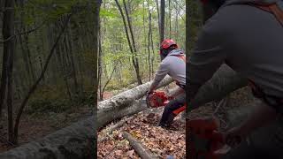 lumberjack chainsaw asmr lumberjacking wood logging satisfying husqvarna [upl. by Atla]