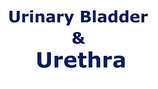 Chp30 BDC Vol2  Anatomy of URINARY BLADDER amp URETHRA  Dr Asif Lectures  BD Chaurasia [upl. by Yeslah]