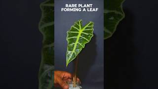 2 weeks TIME LAPSE  rare plant forming a leaf plant [upl. by Geralda939]