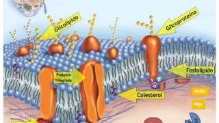 FUNCIONES DE LA MEMBRANA CELULAR [upl. by Frederiksen]
