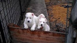 Central Asian Shepherd Dog puppies [upl. by Durman1]