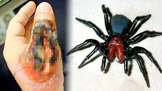 THE MOST DANGEROUS SPIDERS In The World [upl. by Allerbag]