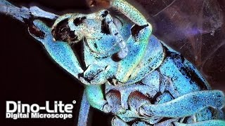 Most Practical Digital Microscope DinoLite [upl. by Ayaros]