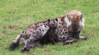 First ever hyena born in Sydney [upl. by Terle]