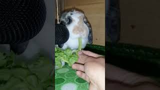 Conejo lop asmr conejo bunny asmr cute [upl. by Nyladgam343]