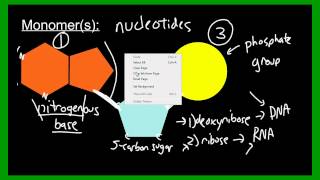 Macromolecules Nucleic Acids DNA and RNA  Biology  Biochemistry [upl. by Svoboda]