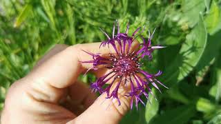 Best plants for insect pollinators Centaurea montana quotAmethyst Dreamquot a very exotic looking flower [upl. by Ayekan186]