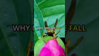 Are Figs NonVegetarian The Wasp Trick by Beehax Workspace facts viralvideo health foodie [upl. by Aititel]