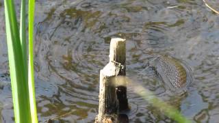 Mating Northern Water Snakes on Cape Cod 6711 [upl. by Xonel754]