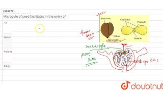 Micropyle of seed facilitates in the entry of [upl. by Lashondra]