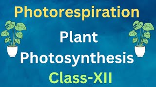 Photorespiration  Photosynthesis  Class 12 photorespiration C2cycle [upl. by Ney]