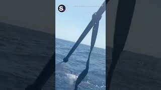 Kayaker Fights Off Hammerhead Shark With His Paddle [upl. by Kellene431]