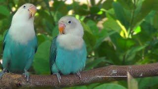 Lovebird Chirping Sounds  Blue Opaline Siblings [upl. by Nireil]