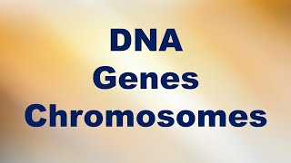 DNA Genes and Chromosomes Short Explanation [upl. by Anwaf]