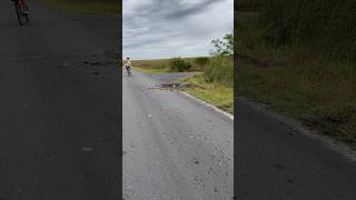 Cyclists Cautiously Cycling Past Big Croc crocodile everglades shorts [upl. by Ennayelsel]