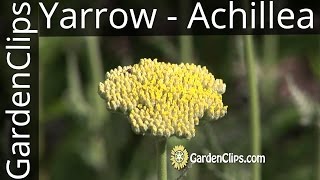 Yarrow  Achillea millefolium and other species  How to grow Yarrow [upl. by Mook760]