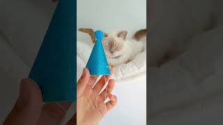 KeDİMİZe CİNSİYET PARTİSİ YAPIYORUZ😍 cat pets viralvideo trending trendingshorts [upl. by Clary]