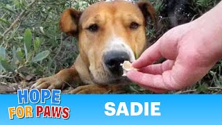 Sadie  dog rescued after living above the 5 FWY for 9 months By Eldad Hagar rescue [upl. by Kalmick404]