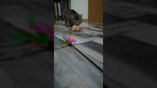 FUNNY To eat or to play 😂 Savannah kitten doesnt know what to choose first 😻 very playful cat 😻😻😻 [upl. by Kumar]