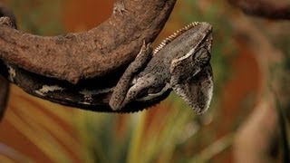 7 Cool Facts about Chameleons  Pet Reptiles [upl. by Nagyam]