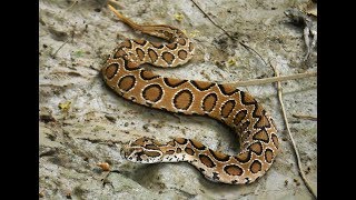 Russells Viper  One Of The Most Venomous Snakes Of The World [upl. by Far]