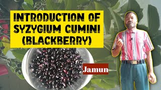 Introduction of Syzygium Cumini Jambolan  By Dr MR Ahmad [upl. by Yssak]