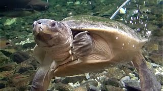 ボルネオカワガメ Malaysian giant terrapinMalaysian giant turtle Orlitia borneensis [upl. by Frazer]