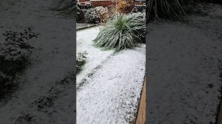 First snow in The Netherlands before Thanksgiving Thanksgiving christmas [upl. by Ajram]