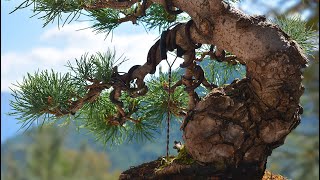 Japanese White Pine FULL Work step by step PART 1  Arkefthos Bonsai [upl. by Lander600]