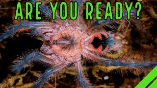 YOUR 1st Tarantula  What To Expect When YOURE Expecting a Spider [upl. by Jedd]