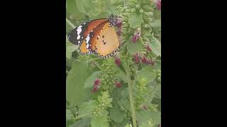 Butterfly Collecting nector from flower of Indian CatmintAnisomelesLottoChokoAdyant nature [upl. by Ezarras799]