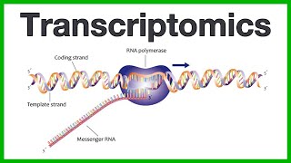 Transcriptomics A short introduction to the core concepts of microarrays and RNA sequencing [upl. by Duck]