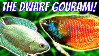 Dwarf Gourami Care and Breeding Guide  How To Care For and Breed Dwarf Gouramis [upl. by Ellah]