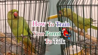 How To Teach Your Parrot To Talk  Talking Parrot [upl. by Ponton]