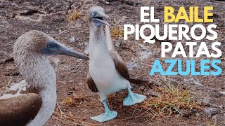 Piqueros patas azules en Galápagos  Su divertido baile de apareamiento [upl. by Nicolle454]