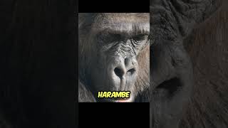 Harambe The 10 Minutes That Changed Zoo History Full Incident Breakdown gorilla harambe shorts [upl. by Friday305]